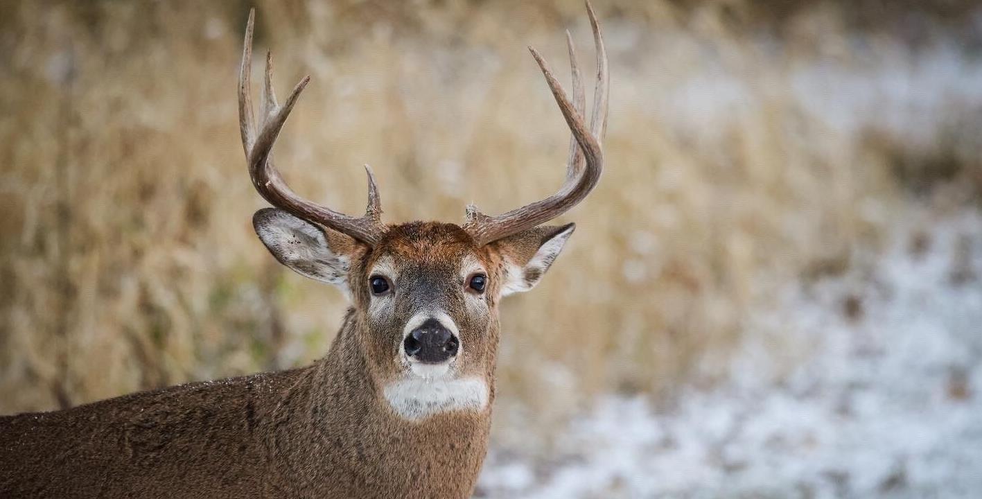 Apply now for Ohio’s controlled hunting permits